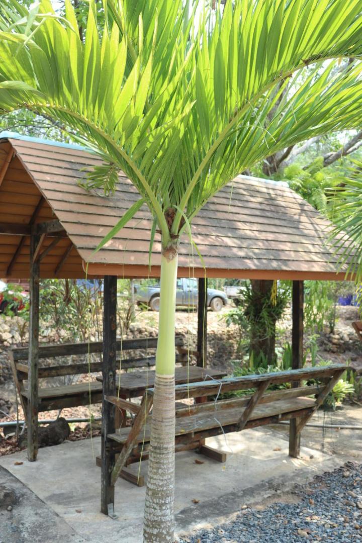 Baanrimklong Bungalow Koh Chang Bilik gambar
